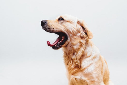 Man's Best Friend